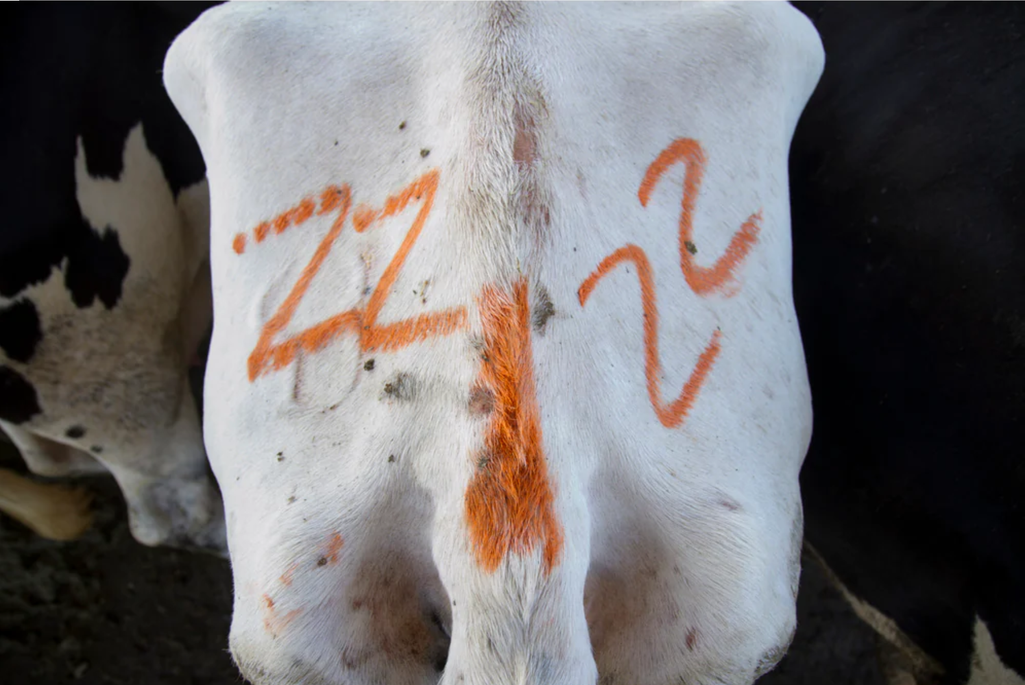 pics/Markal/Bleistift/allweather-paintstik-marker-livestock-scene-cow-marking.png